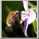 Bombylius major - Wollschweber w09.jpg